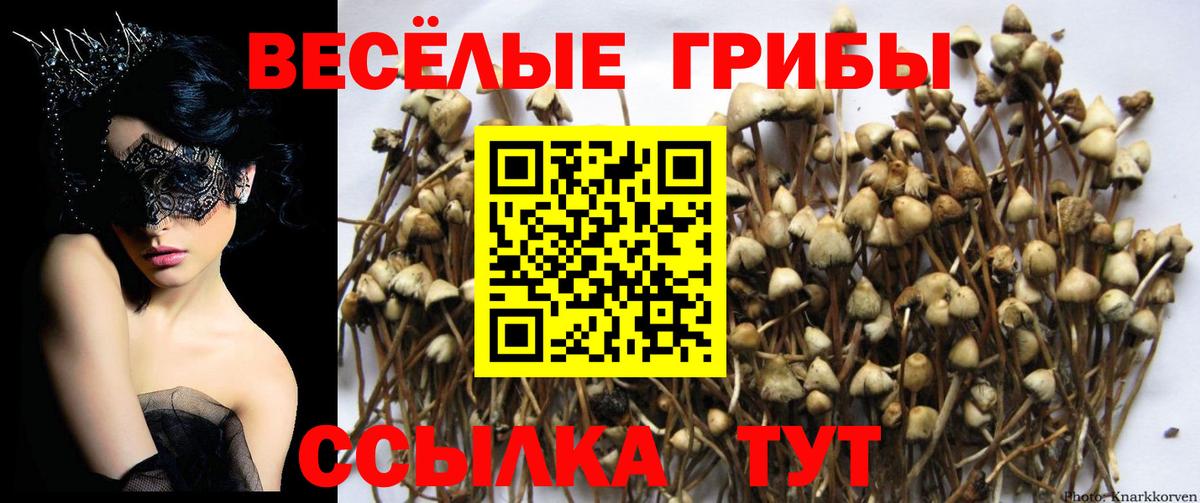 где купить наркоту  Вход с VPN  Нижневартовск  Галлюциногенные грибы Psilocybine cubensis  Галлюциногенные грибы ЛСД 